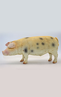 Cochon (Rose)